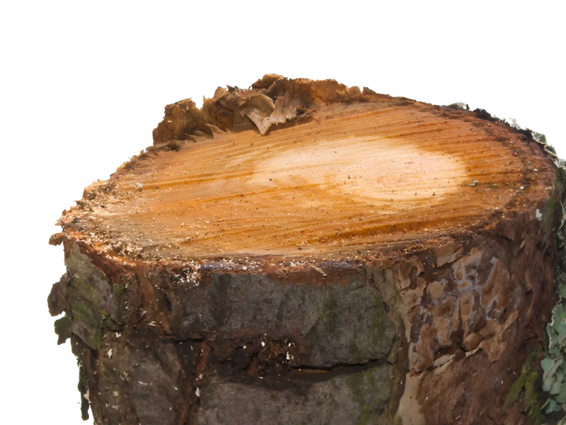 Foakal Abattage D Arbre Aix En Provence Background