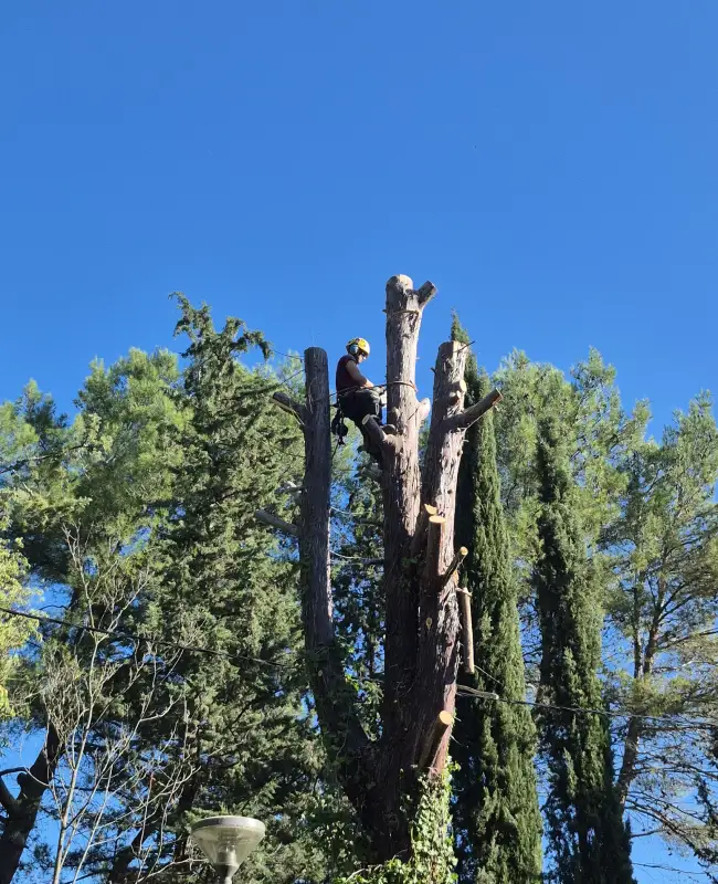 Foakal Abattage D Arbre Aix En Provence Elagage Abattage Foakal Abattage D Arbre Aix En Provence Elagage Abattage