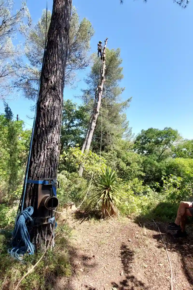 Foakal Abattage D Arbre Aix En Provence Realisation 50